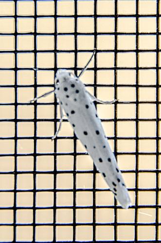Yponomeuta sp.